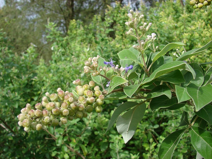 Vitex trifolia